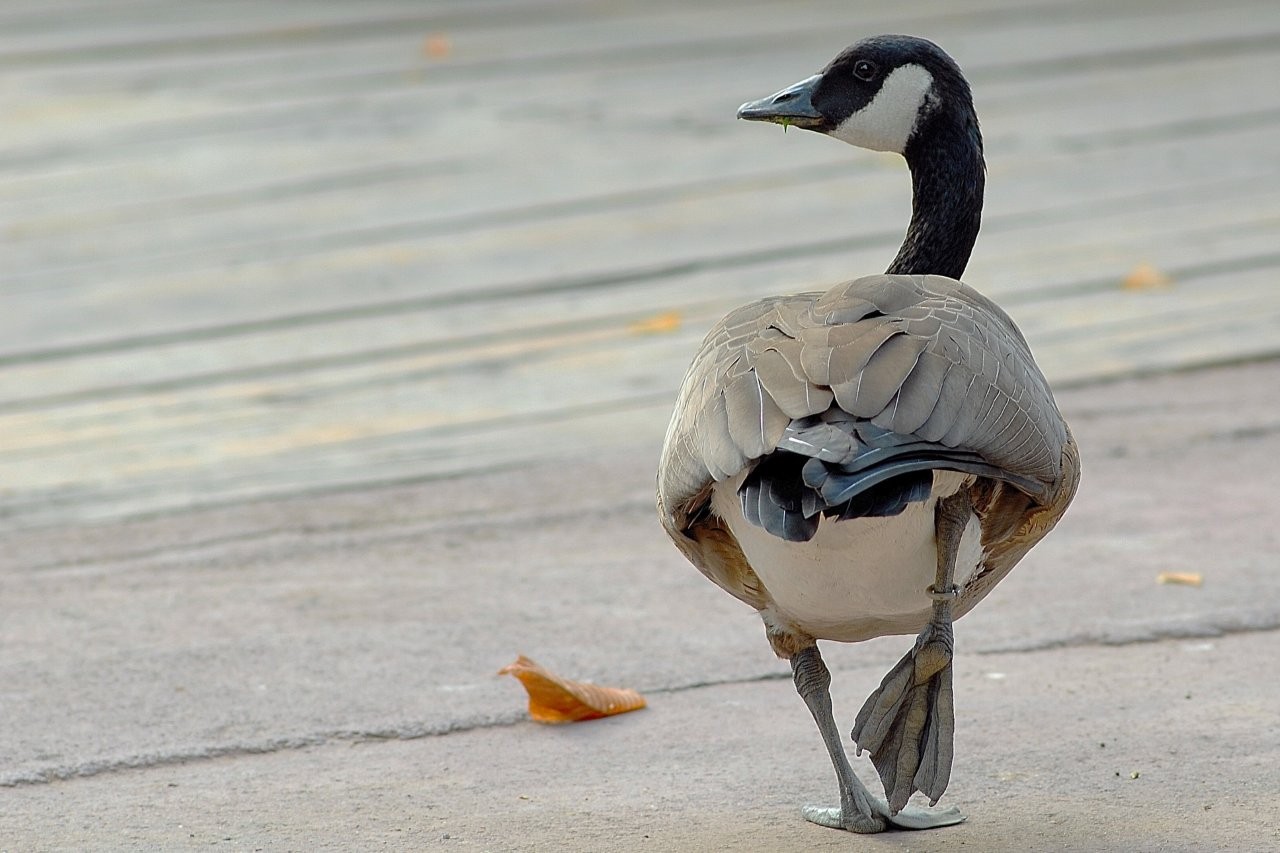Il Bioparco di Roma aderisce alla ‘City Nature Challenge’