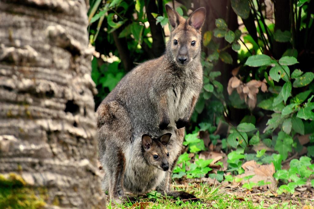 Al Bioparco di Roma nato un canguro di Bennett