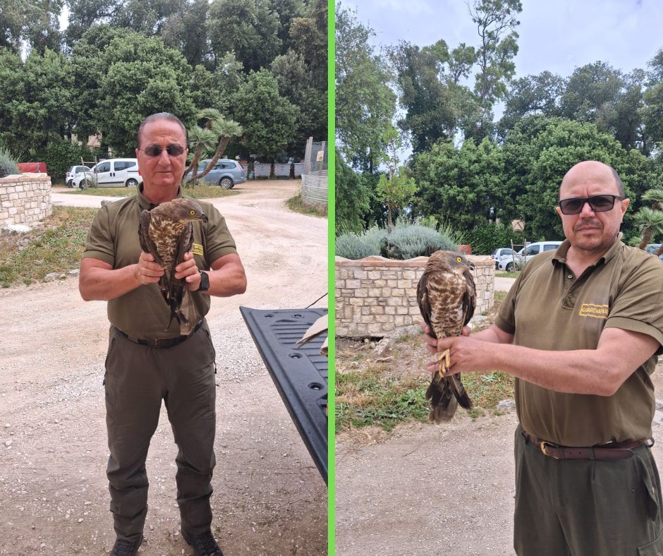 Falco pecchiaiolo salvato sulla spiaggia di Lavinio