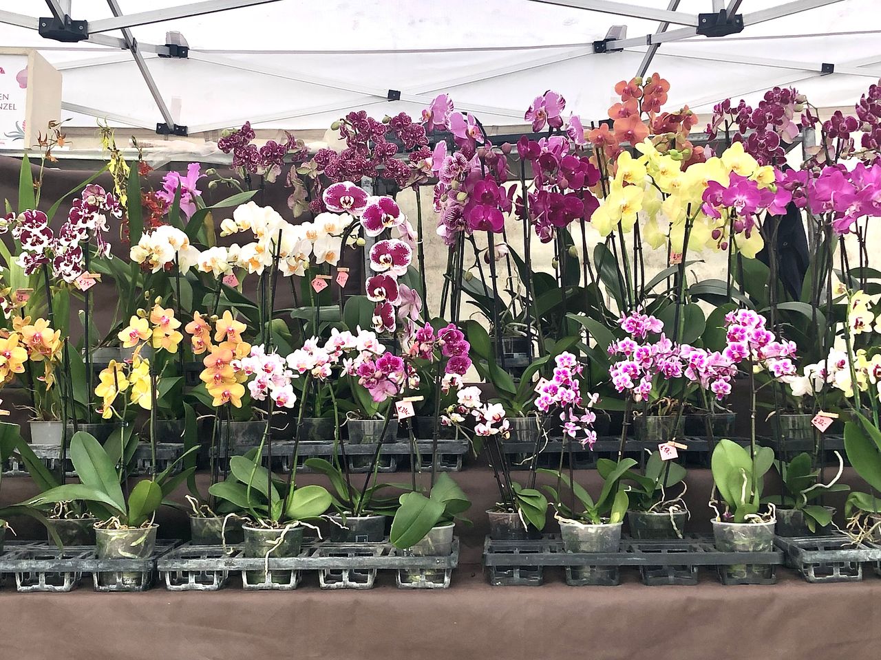 L’Orto Botanico di Roma ospita Ortidea 2026 il 23 e 24 maggio