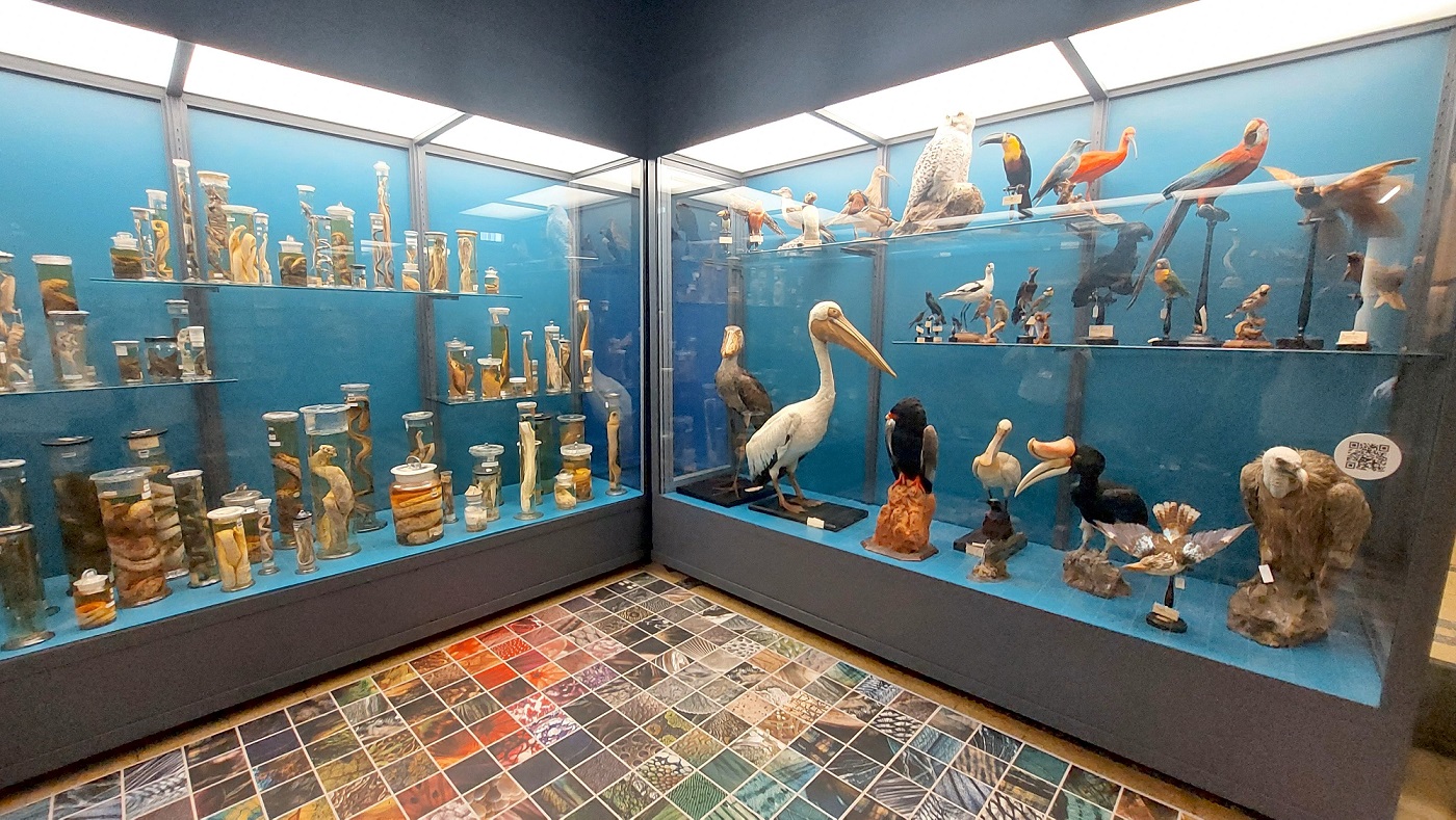 Al Museo Civico di Zoologia percorso espositivo con due nuove sale